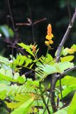 familia Fabaceae. Ветвь с соцветием и листьями. Малайзия, штат Саравак, округ Мири, национальный парк «Мулу». 11.03.2015.