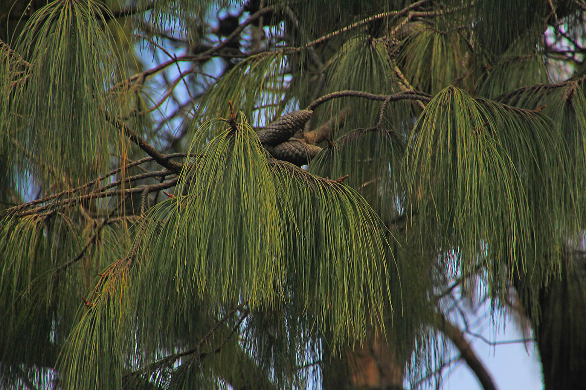 Image of genus Pinus specimen.