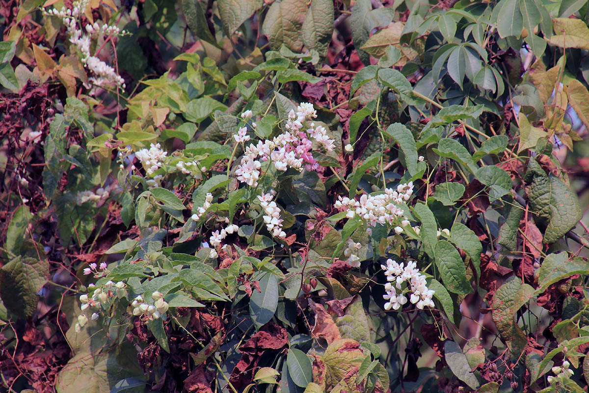 Image of Antigonon leptopus specimen.