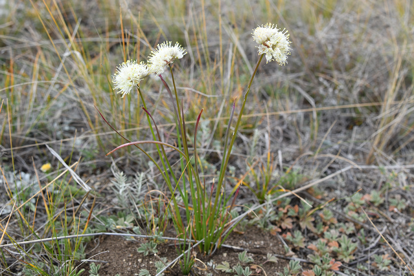 Image of genus Allium specimen.