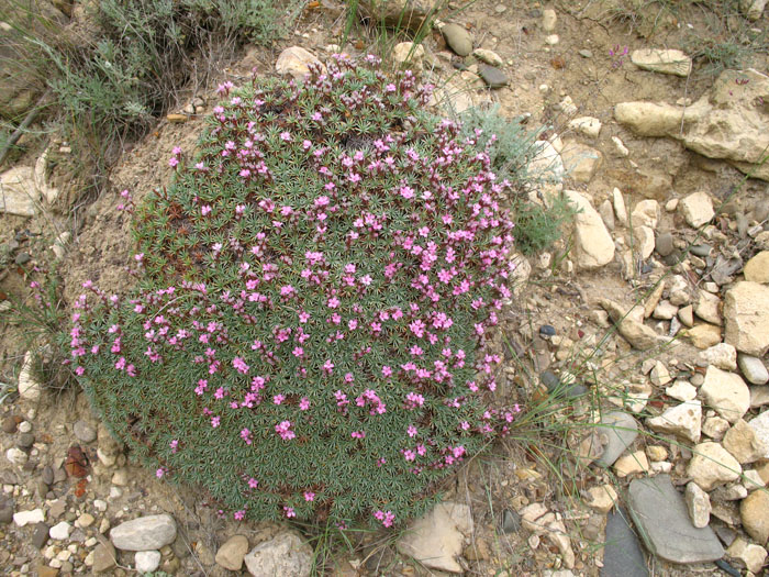 Image of Acantholimon schemachense specimen.