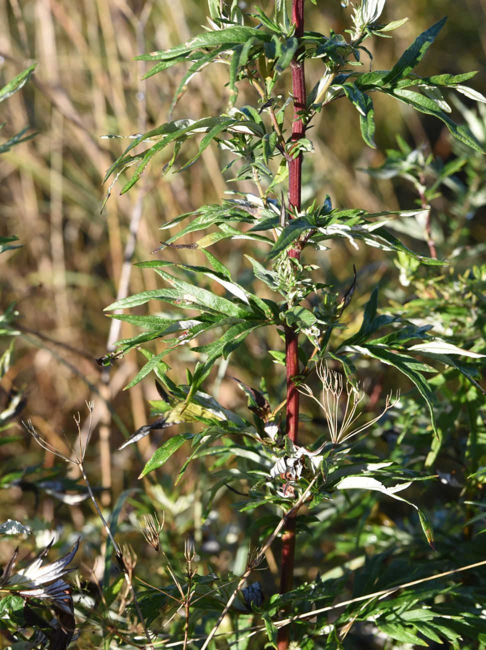 Image of Artemisia vulgaris specimen.