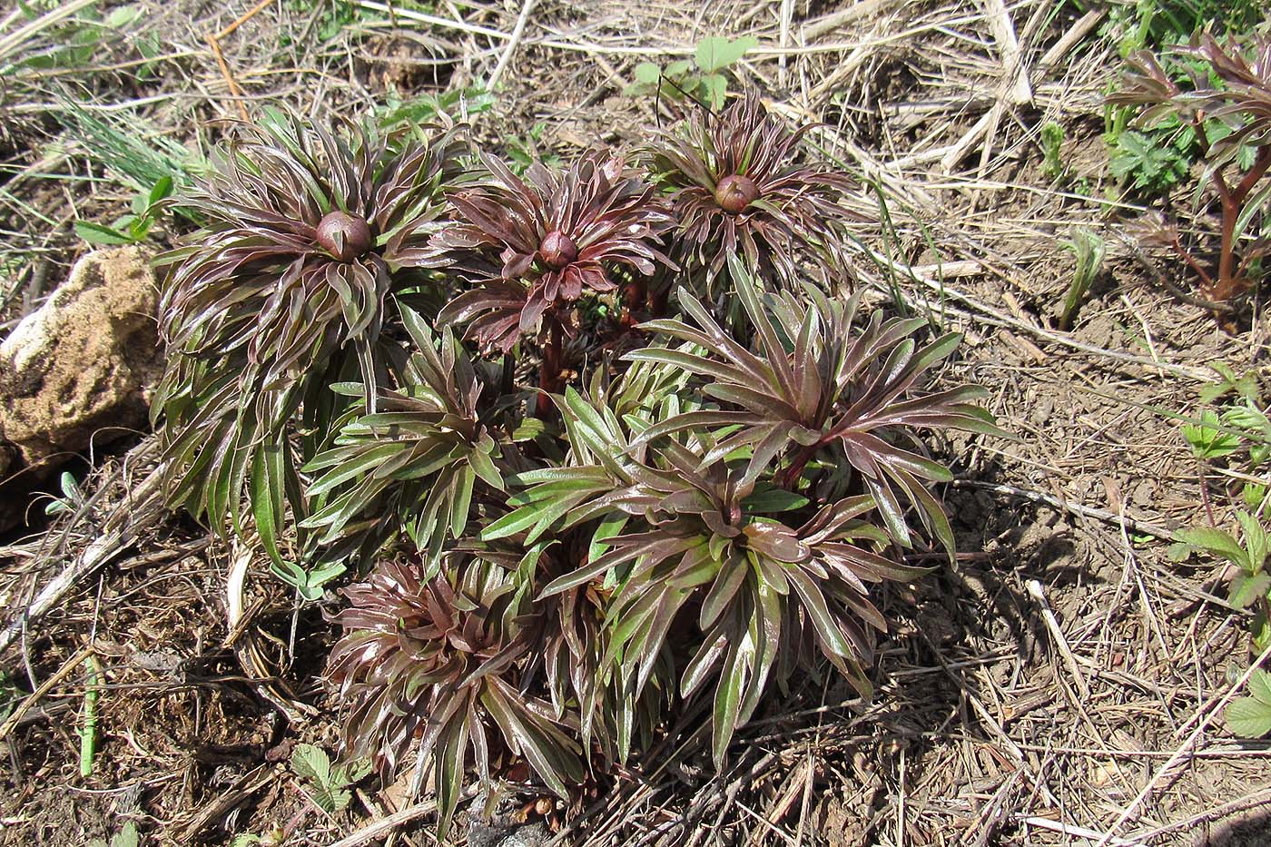 Image of genus Paeonia specimen.