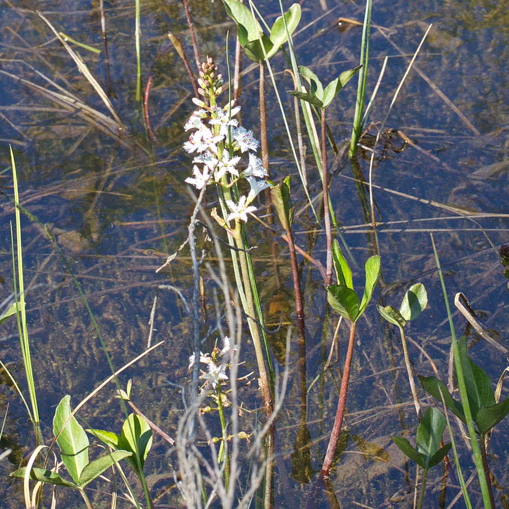 Image of Menyanthes trifoliata specimen.