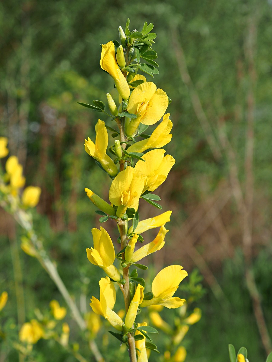 Image of Chamaecytisus ruthenicus specimen.