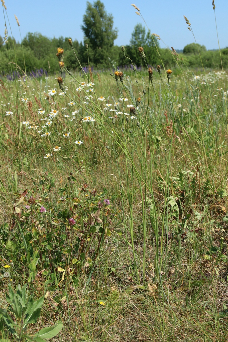 Image of Hypochaeris radicata specimen.