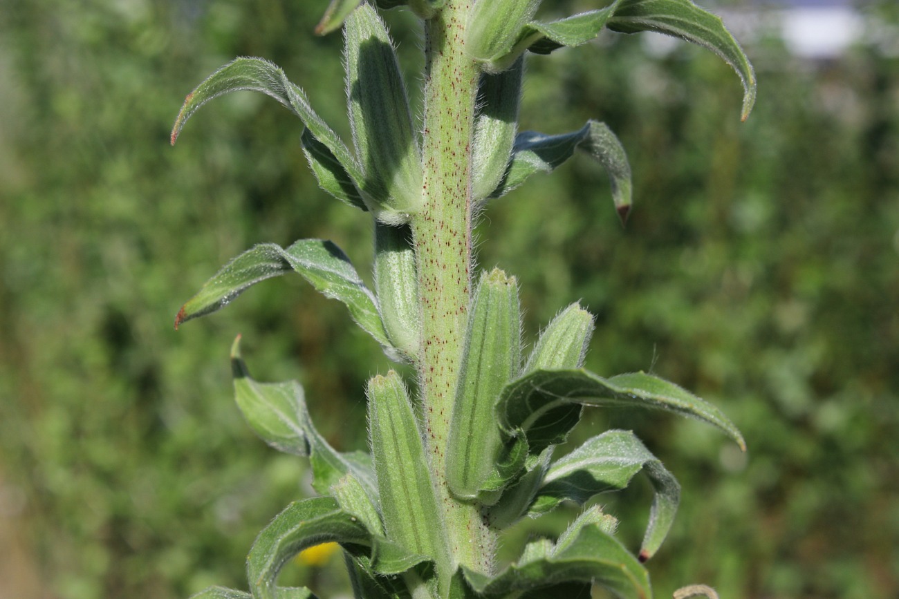 Image of Oenothera depressa specimen.