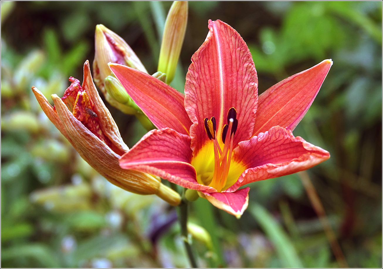 Изображение особи Hemerocallis &times; hybrida.