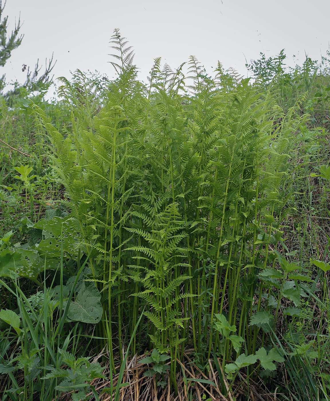 Image of Athyrium filix-femina specimen.