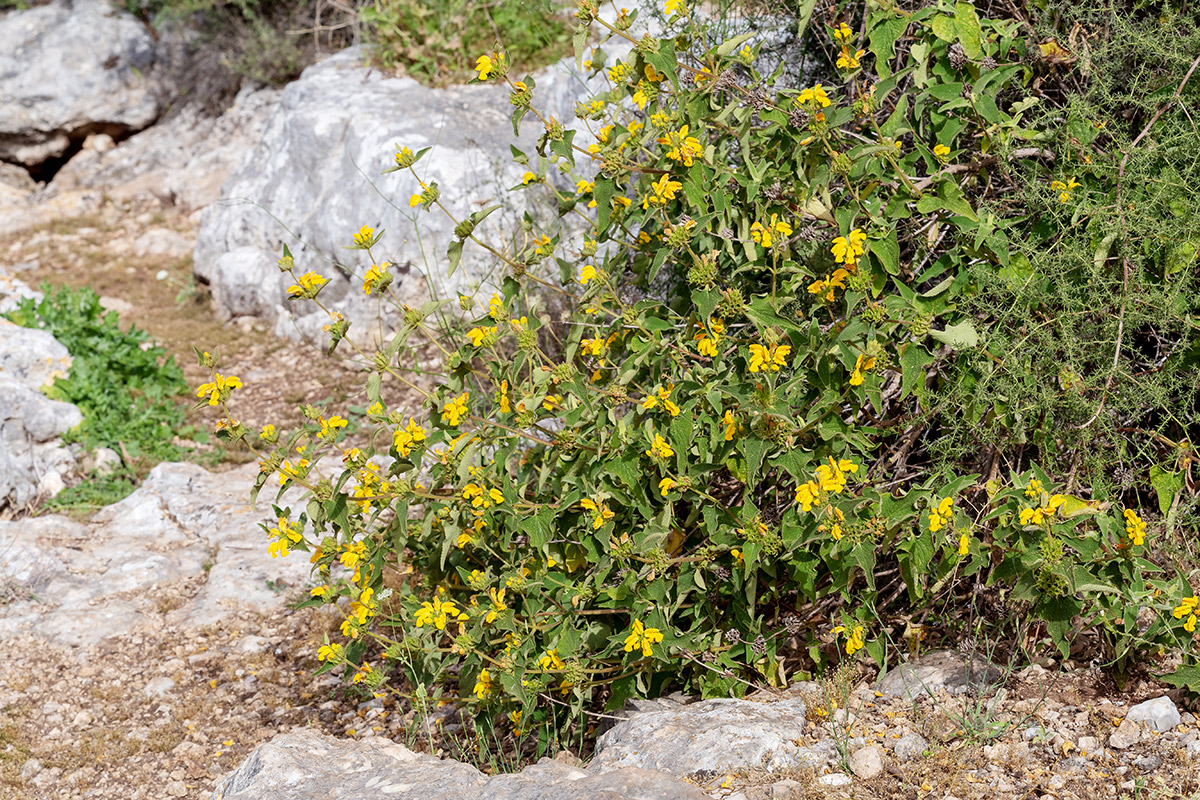 Image of Phlomis viscosa specimen.