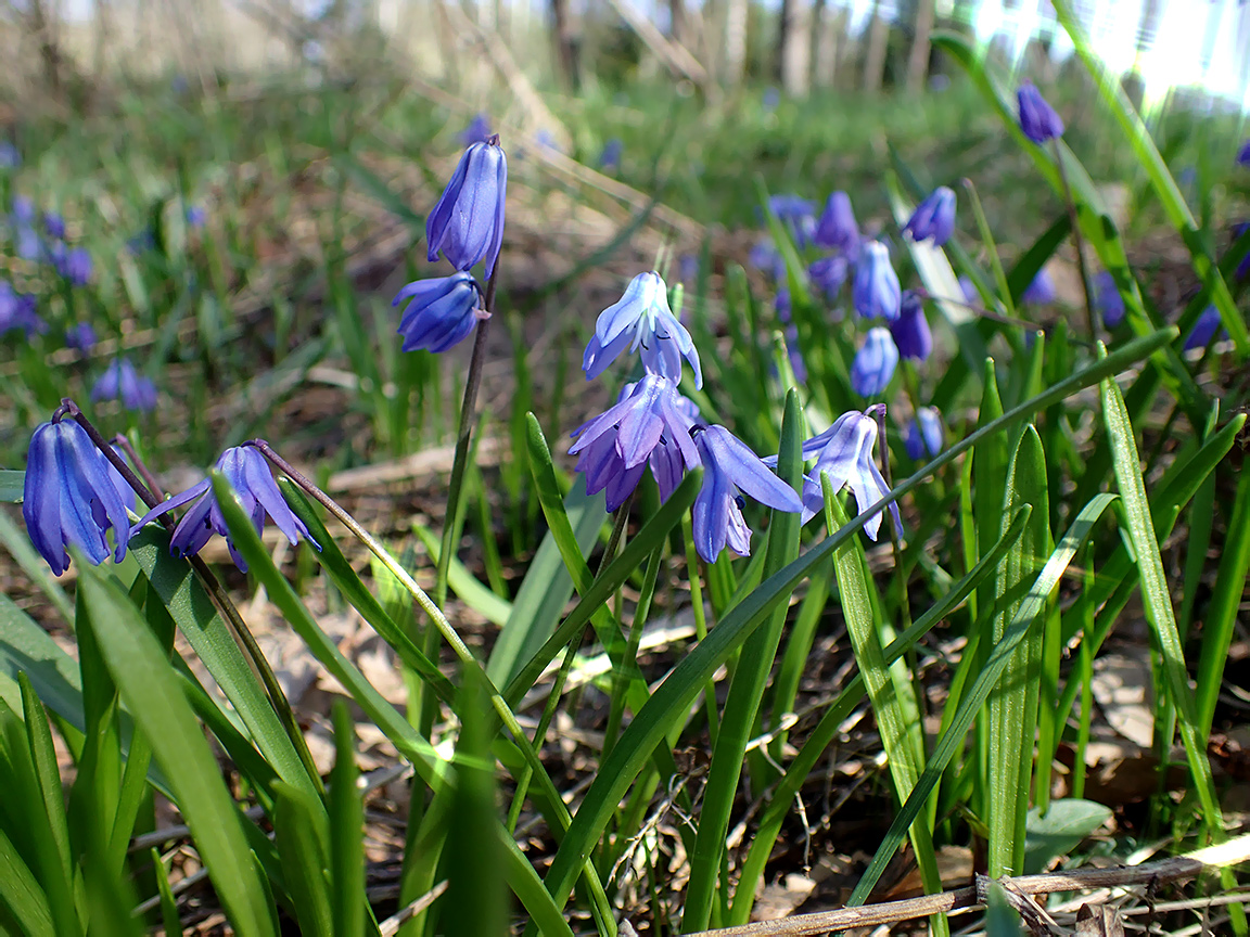 Image of Scilla siberica specimen.