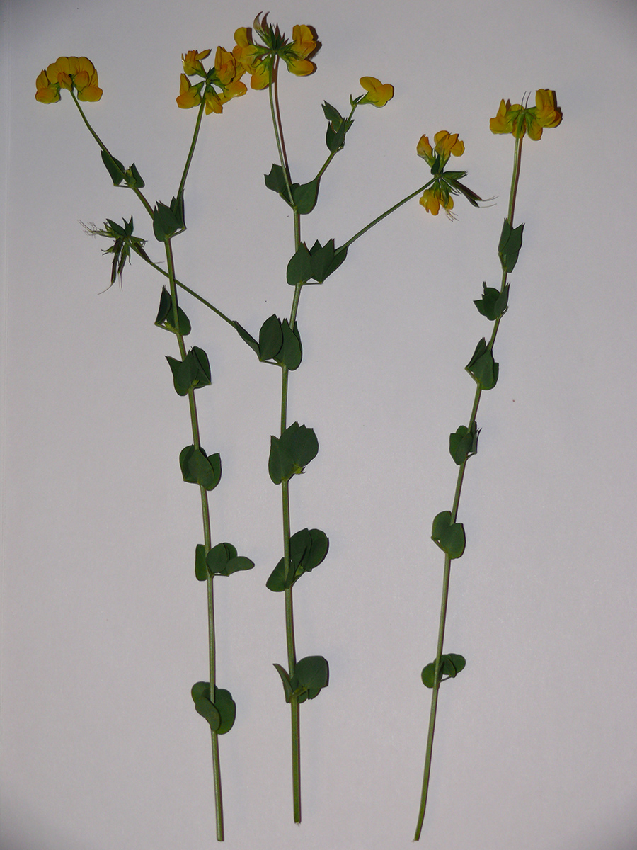 Image of genus Lotus specimen.