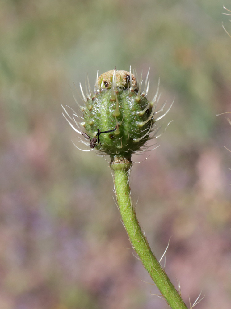 Image of Papaver pavoninum specimen.