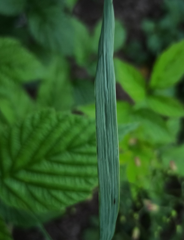 Image of Bromopsis inermis specimen.