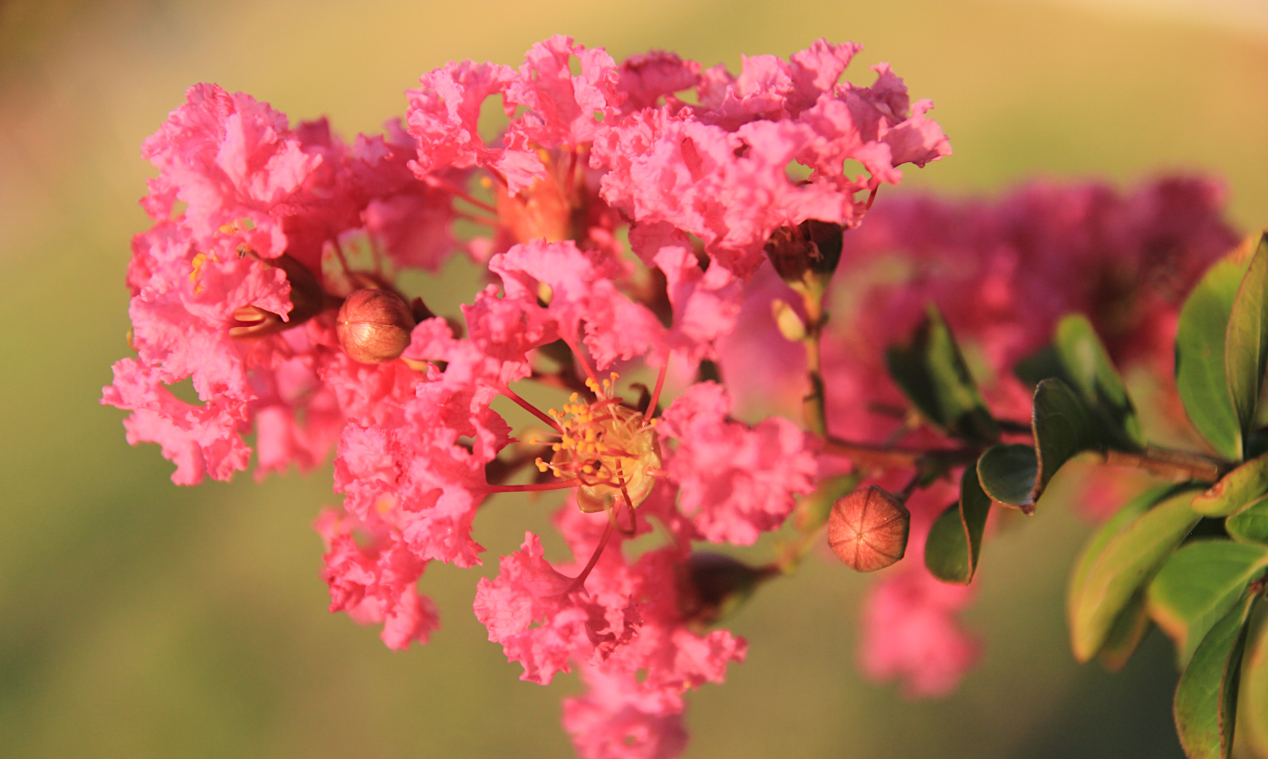 Изображение особи Lagerstroemia indica.