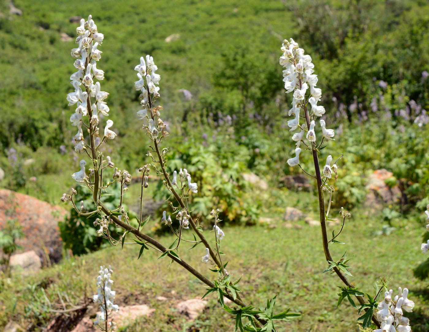 Изображение особи Aconitum leucostomum.