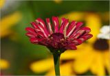 Zinnia elegans