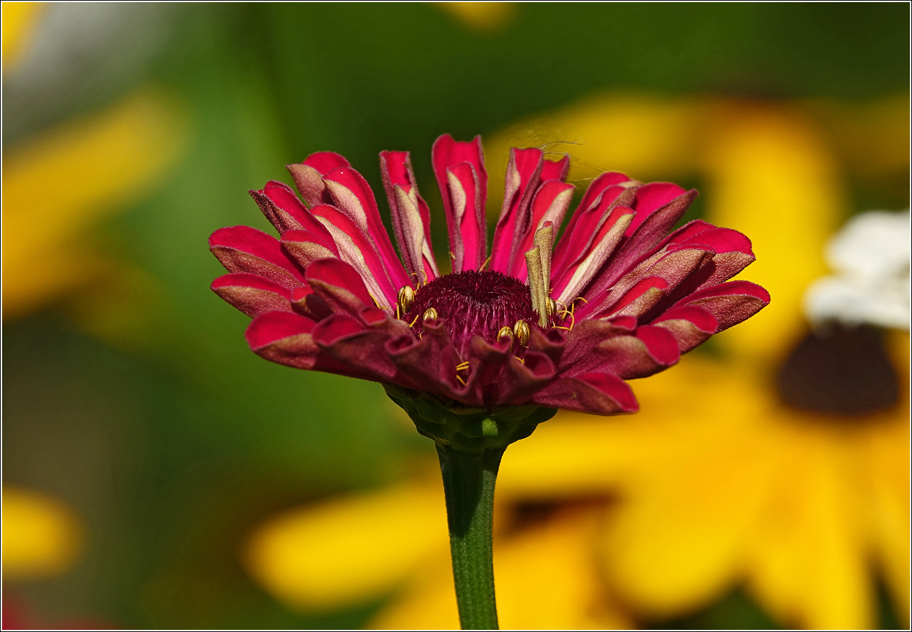 Изображение особи Zinnia elegans.