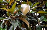 Magnolia grandiflora. Верхушка ветви с распускающимся цветком. Грузия, Имеретия, г. Кутаиси, в культуре. 14.06.2023.