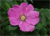 Rosa rugosa. Цветок (культивар). Московская обл., Раменский р-н, окр. дер. Хрипань, садовый участок. 11.06.2024.