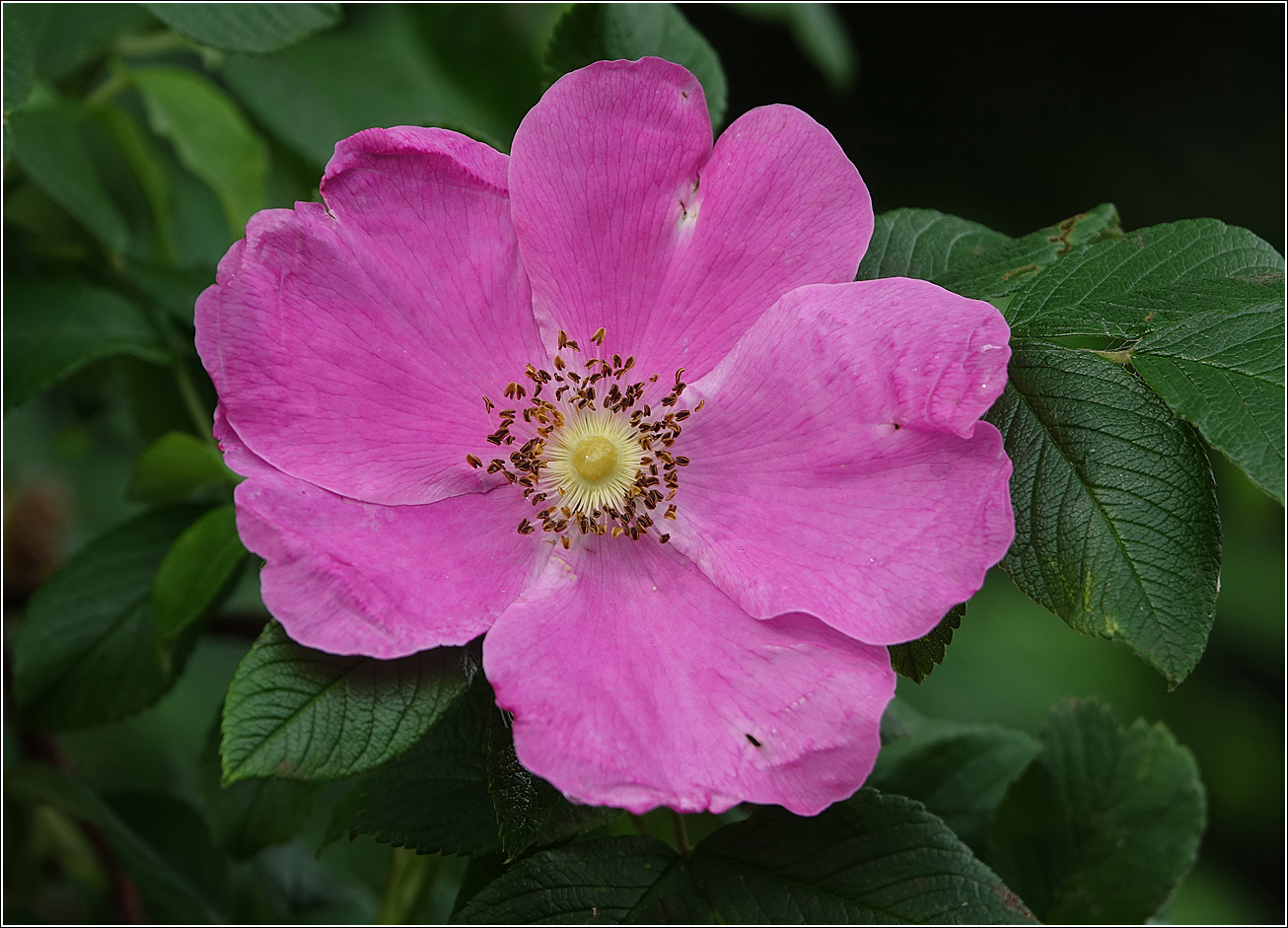 Изображение особи Rosa rugosa.