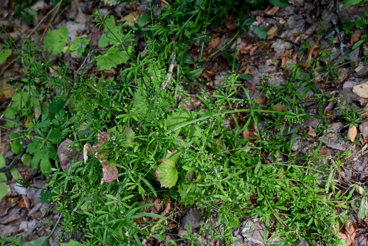 Image of Galium aparine specimen.