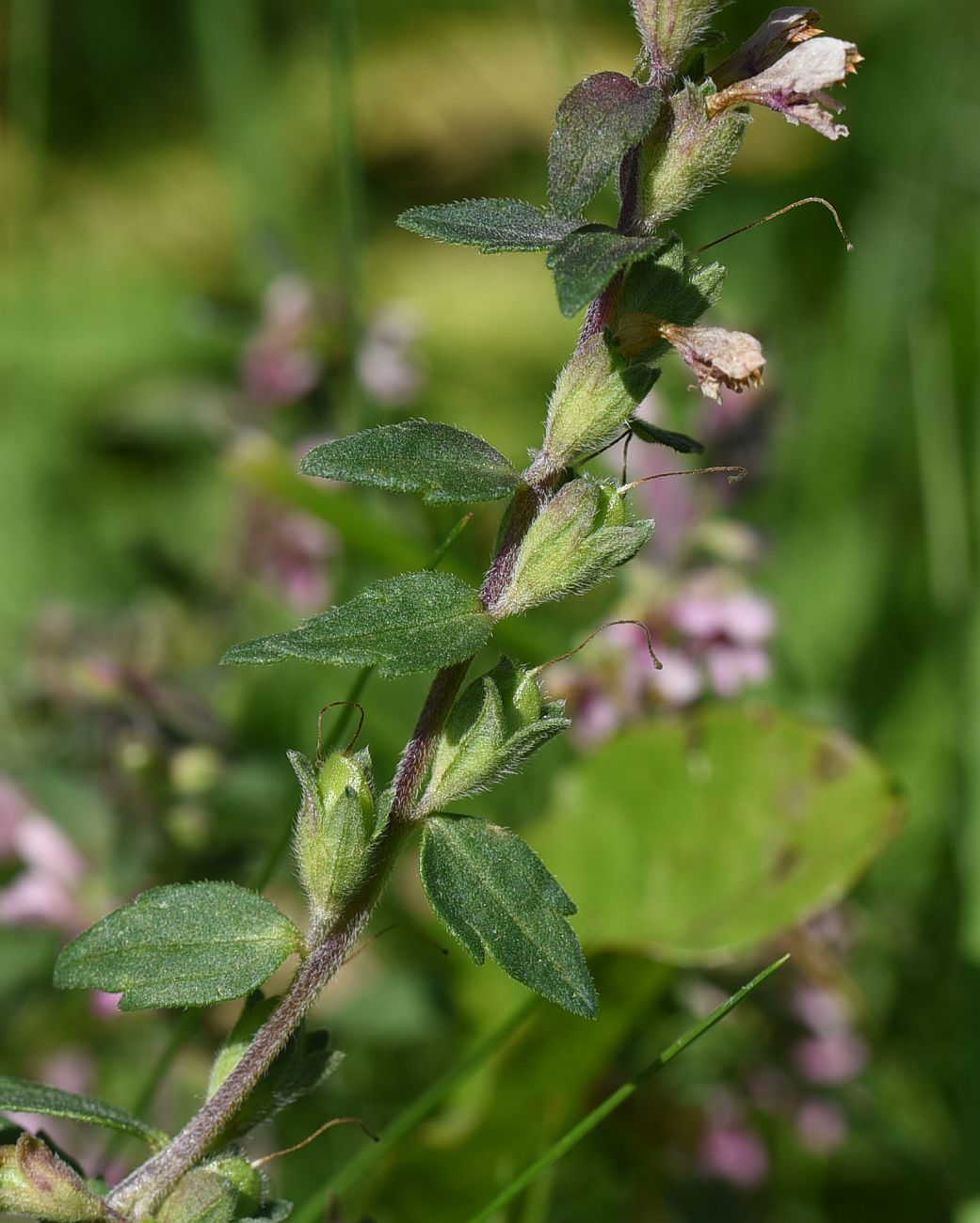 Изображение особи Odontites vulgaris.