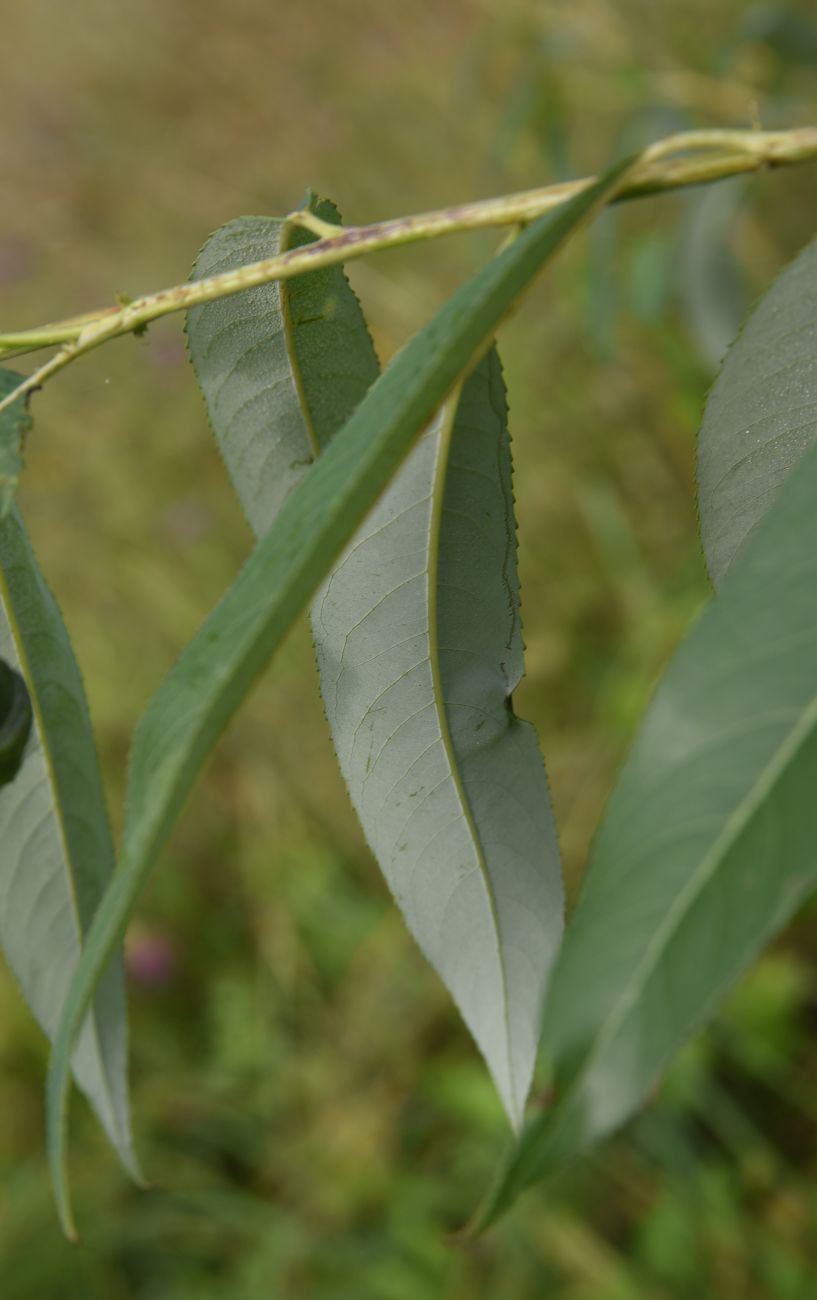 Image of genus Salix specimen.