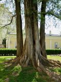 Metasequoia glyptostroboides. Нижние части взрослых растений. Австрия, Каринтия, г. Клагенфурт. Июль 2014 г.