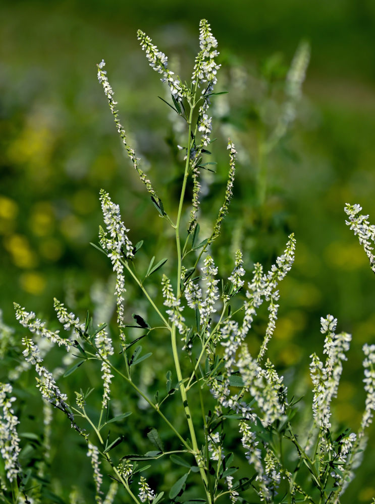 Изображение особи Melilotus albus.