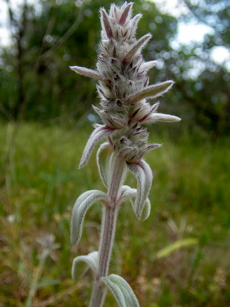 Изображение особи Stachys velata.