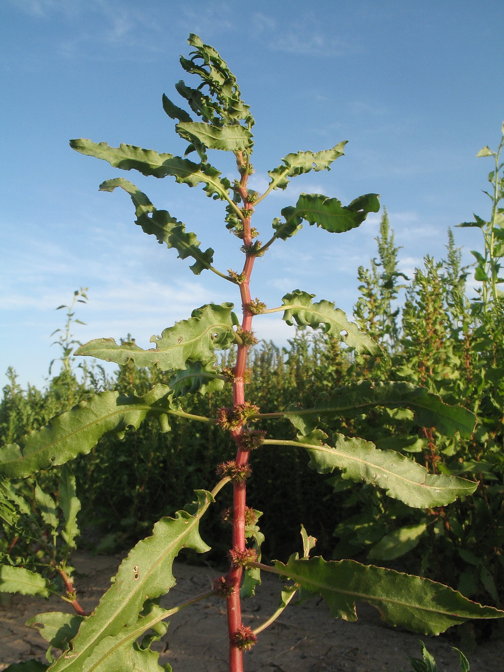 Изображение особи Rumex similans.