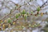 Larix kaempferi