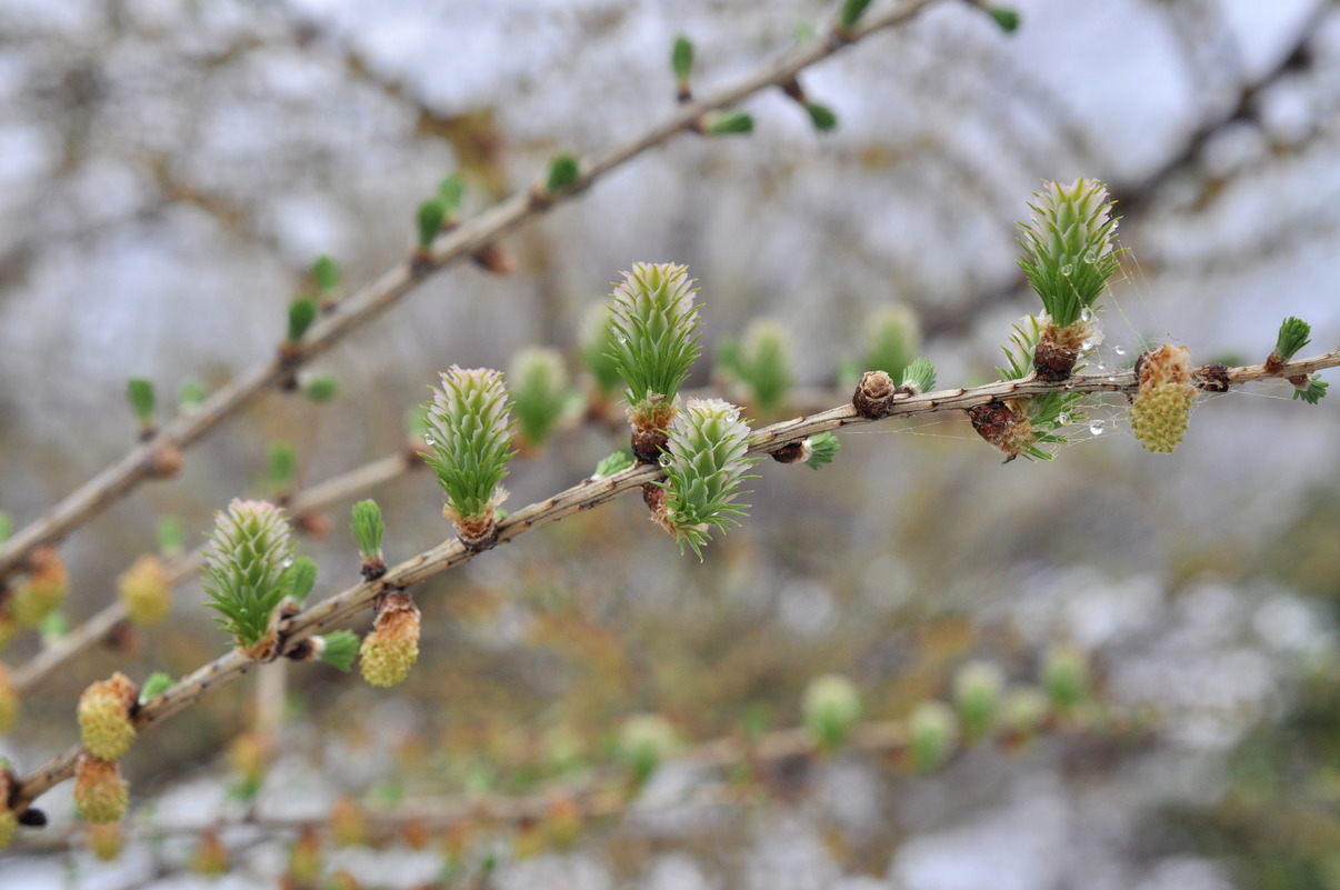 Изображение особи Larix kaempferi.