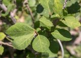 Euonymus alatus