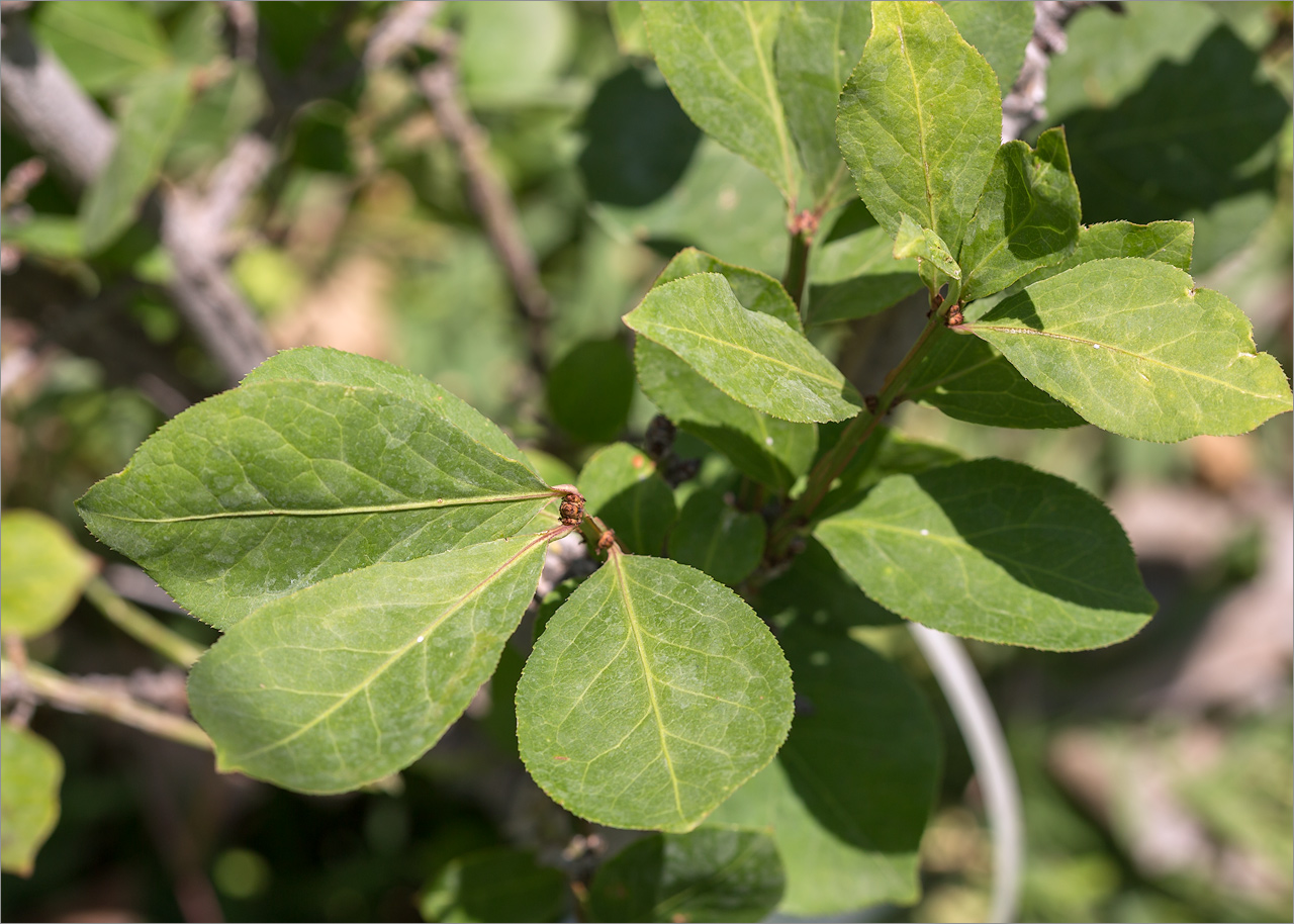 Image of Euonymus alatus specimen.