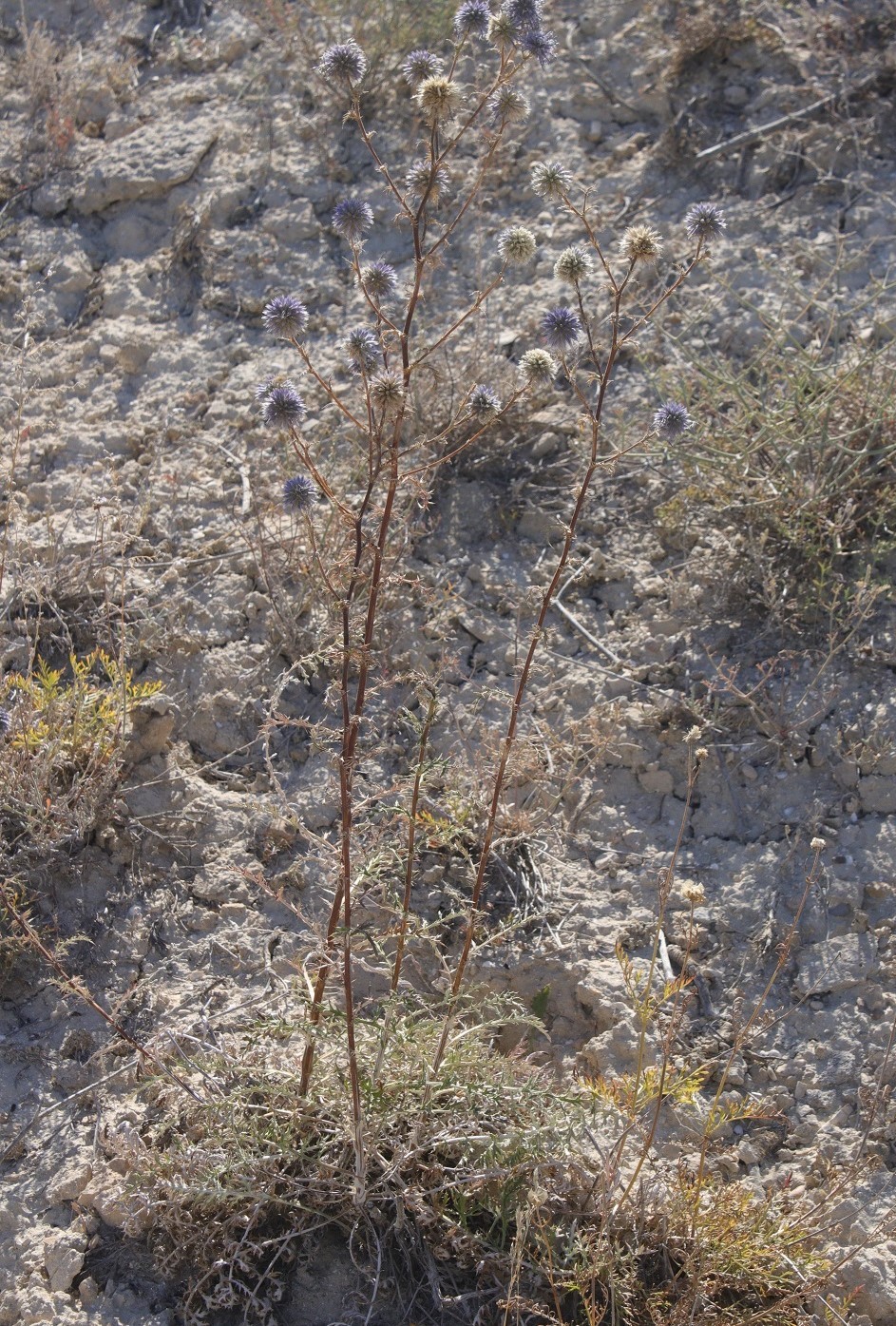 Image of Echinops meyeri specimen.