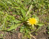 Taraxacum stenocephalum. Цветущее растение. Кабардино-Балкария, Черекский р-н, окр. с/п Верхняя Балкария, южный склон горы Бекаирбаши, ≈ 2100 м н.у.м., субальпийский луг. 29.07.2024.