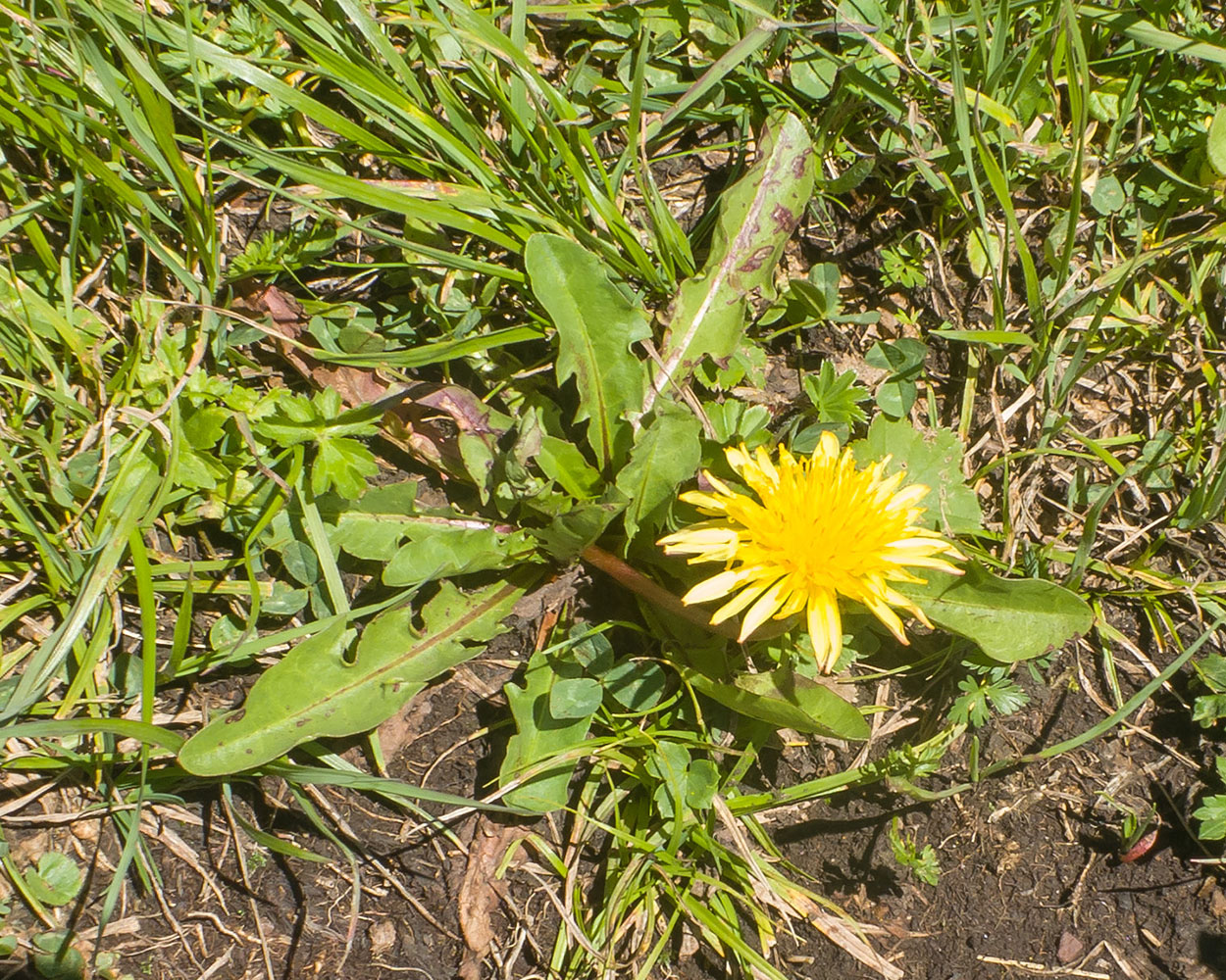 Image of Taraxacum stenocephalum specimen.