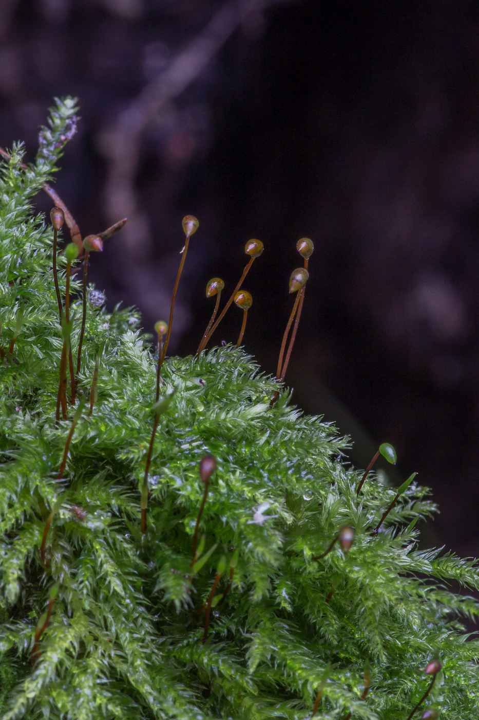 Изображение особи семейство Brachytheciaceae.