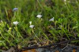 Cerastium arvense