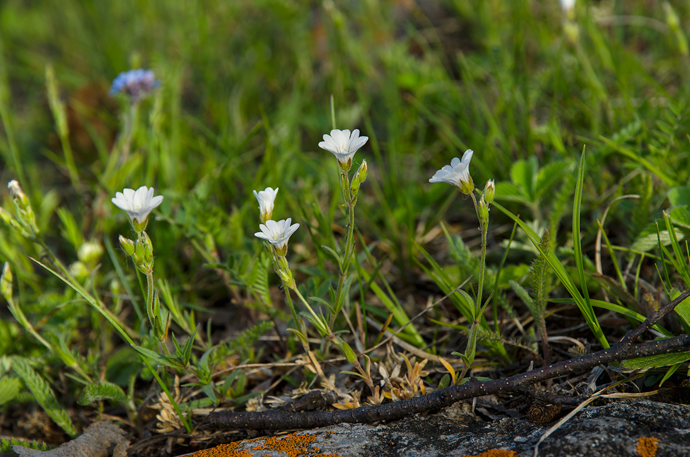 Image of Cerastium arvense specimen.