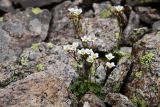 Saxifraga sibirica