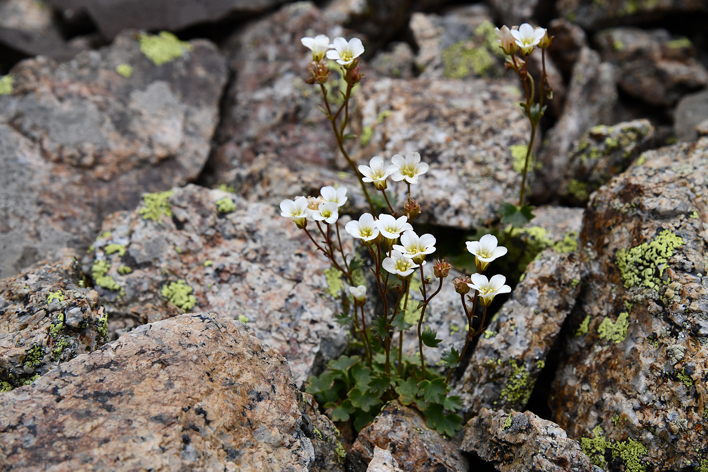 Изображение особи Saxifraga sibirica.