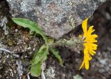 Crepis chrysantha. Соцветие. Камчатский край, Елизовский р-н, природный парк \"Вулканы Камчатки\", южный участок, кластер \"Налычевский\", памятник природы экструзия «Верблюд», мохово-лишайниковая горная тундра. 11.08.2024.