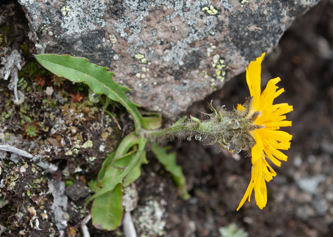 Изображение особи Crepis chrysantha.