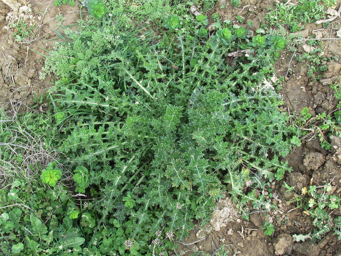 Image of Onopordum acanthium specimen.