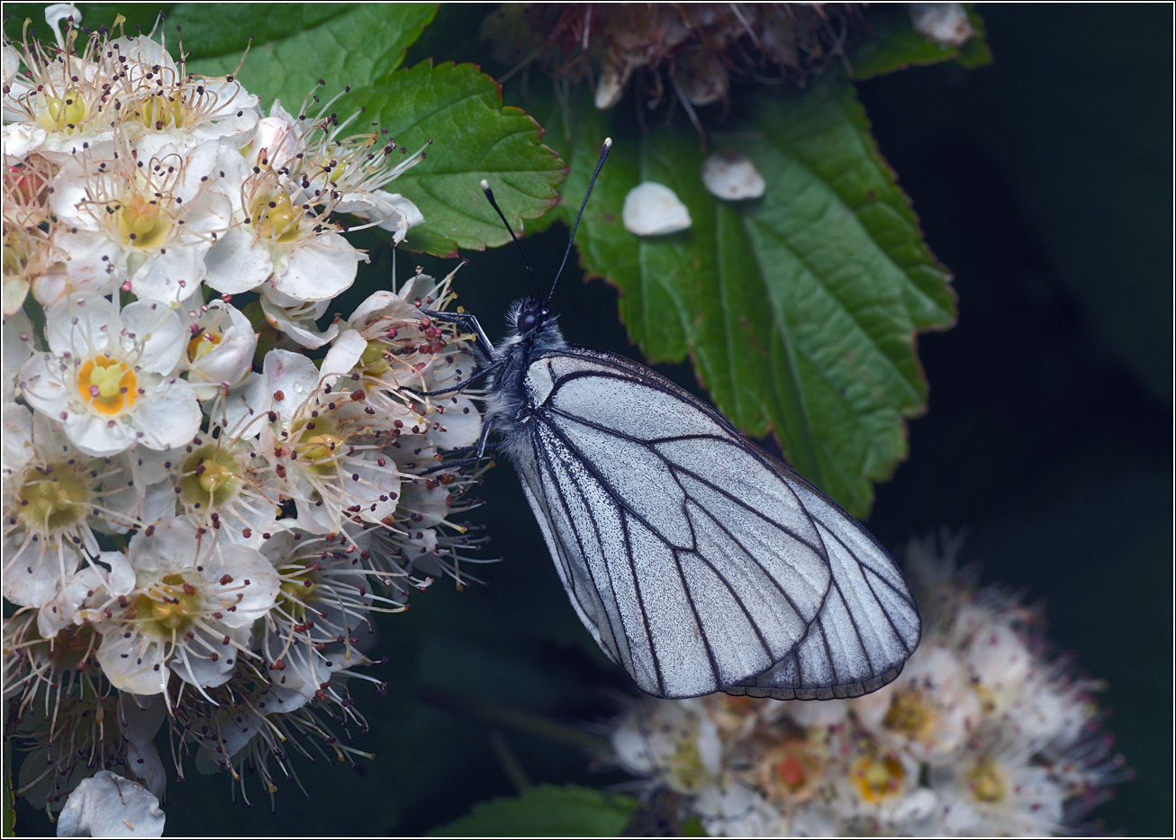 Image of Physocarpus opulifolius specimen.
