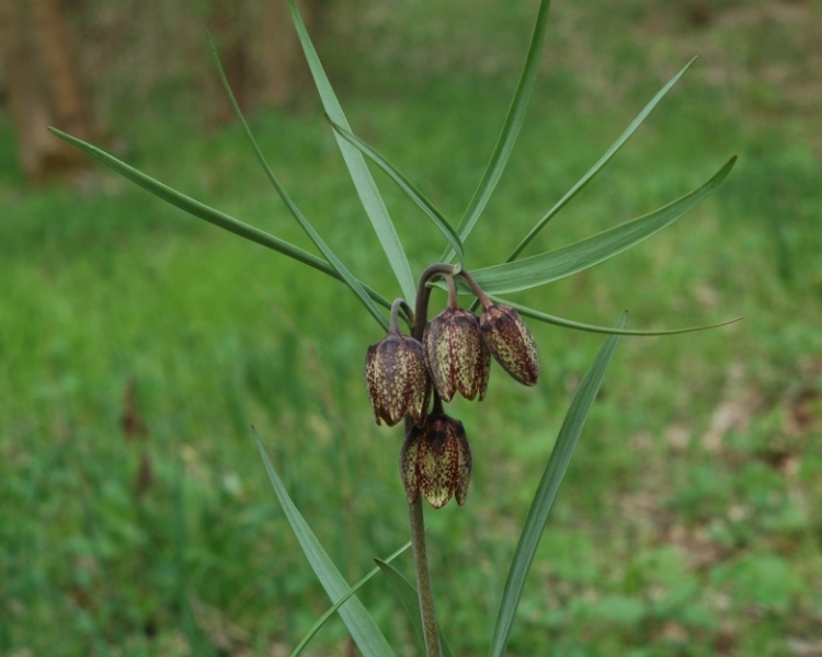 Image of Fritillaria montana specimen.