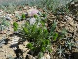 Ceratocephala orthoceras. Плодоносящее растение. Казахстан, Туркестанская обл., Сузакский р-н, Западная Бетпак-Дала, окр. пос. Кыземшек (бывш. Степной), равнинная полынно-боялычная пустыня, на пустыре. 15 апреля 2025 г.